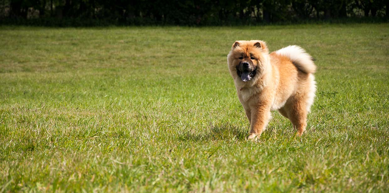 Paws & Claws Happy Dog