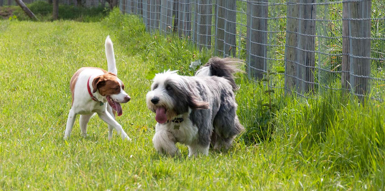 Paws & Claws Happy Dogs Fence