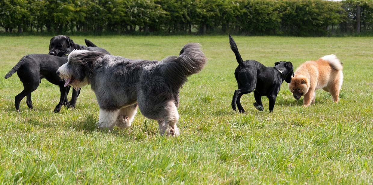 Paws & Claws Happy Dogs Multiple