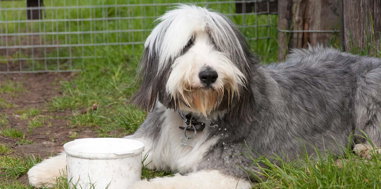 Paws & Claws Happy Dogs