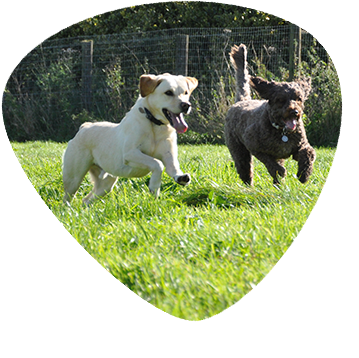 Dog Walking Centre Price List