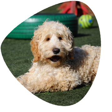 Doggy Day Care Price List_