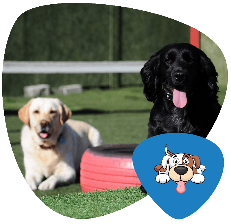 Paws & Claws Walking Centre